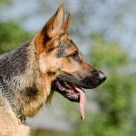 Best Collar for German Shepherd