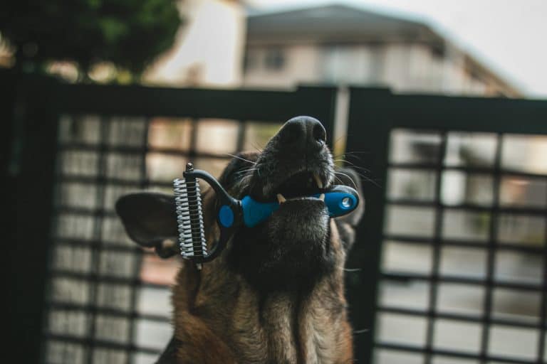 Best Grooming Brush for German shepherd
