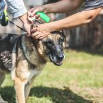 When Do German Shepherd’s Ears Stand Up