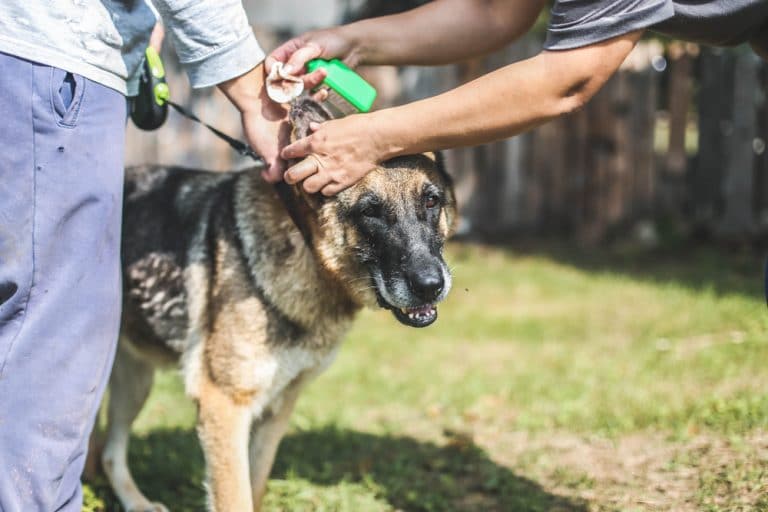 When Do German Shepherd’s Ears Stand Up