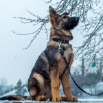 Best Leashes for German Shepherd