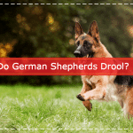 Do German Shepherds Drool