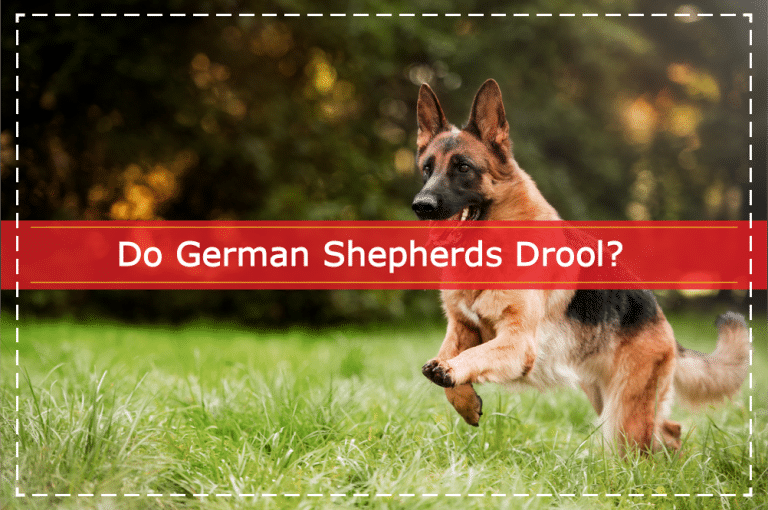 Do German Shepherds Drool
