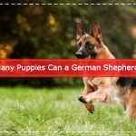How Many Puppies Can a German Shepherd Have