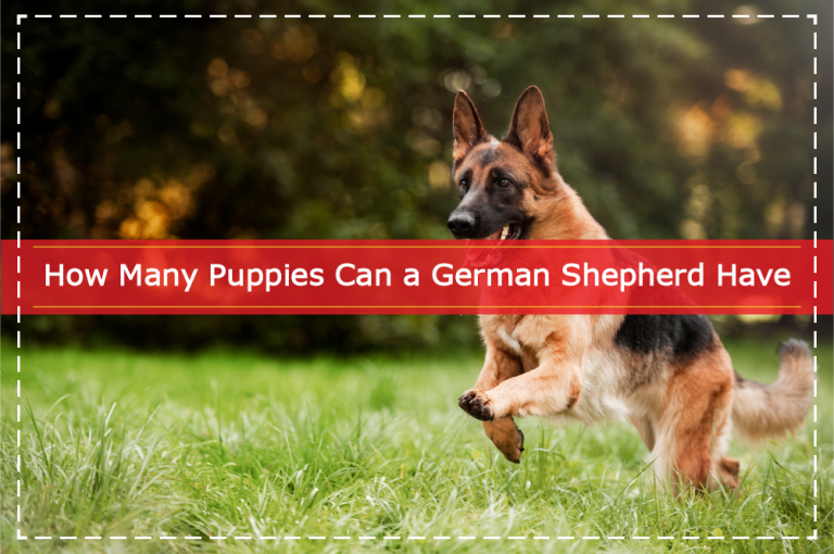 How Many Puppies Can a German Shepherd Have