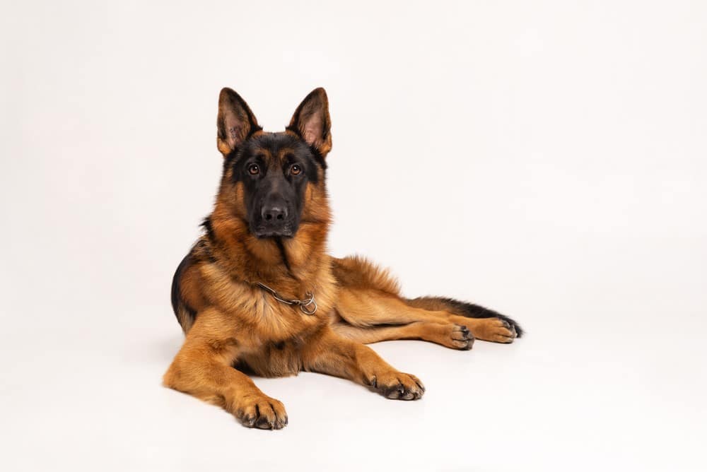 How Much Does a German Shepherd Cost