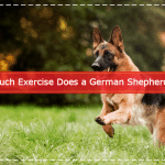 How Much Exercise Does a German Shepherd Need