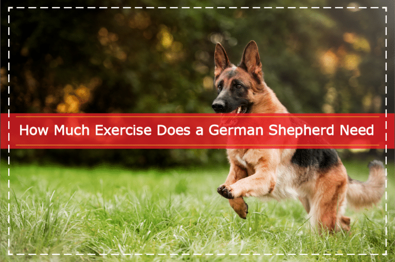 How Much Exercise Does a German Shepherd Need