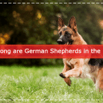 How long are German Shepherds in the Heat
