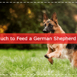 How Much to Feed a German Shepherd Puppy
