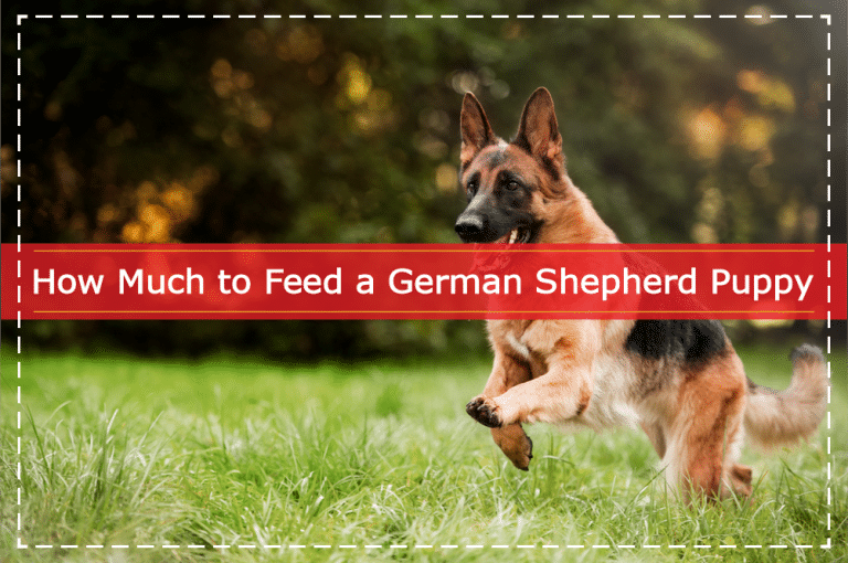How Much to Feed a German Shepherd Puppy