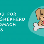 Best Food for German Shepherd with Stomach Allergies