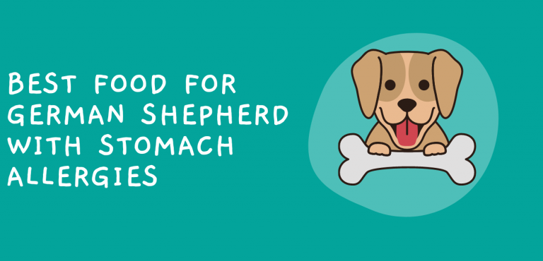 Best Food for German Shepherd with Stomach Allergies