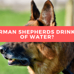 Do German Shepherds Drink a lot of Water