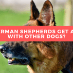 Do German Shepherds Get Along With Other Dogs