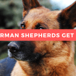 Do German Shepherds Get Cold