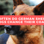 How Often Do German Shepherd Dogs Change Their Coat