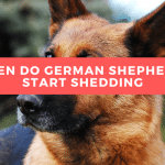 When Do German Shepherds Start Shedding