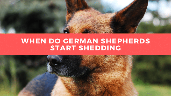 When Do German Shepherds Start Shedding
