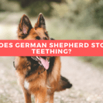 When Does German Shepherd Stop Teething