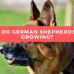 When do German Shepherds Stop Growing