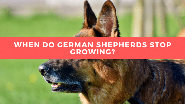 When do German Shepherds Stop Growing