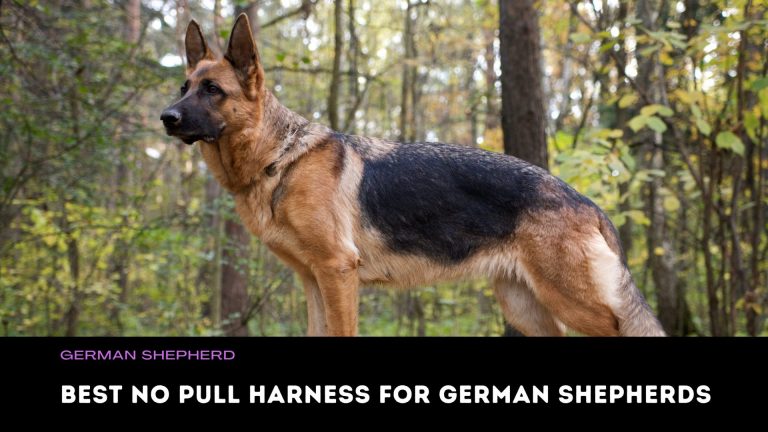 Best No Pull Harness for German Shepherds