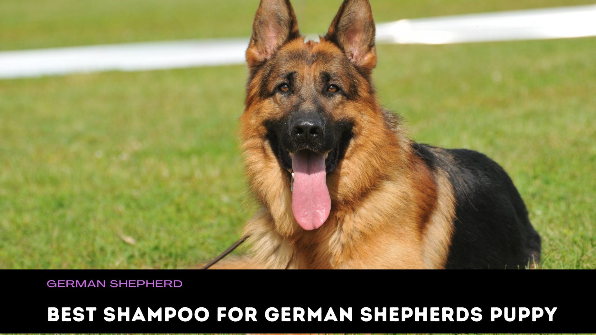 Best Shampoo for German Shepherd