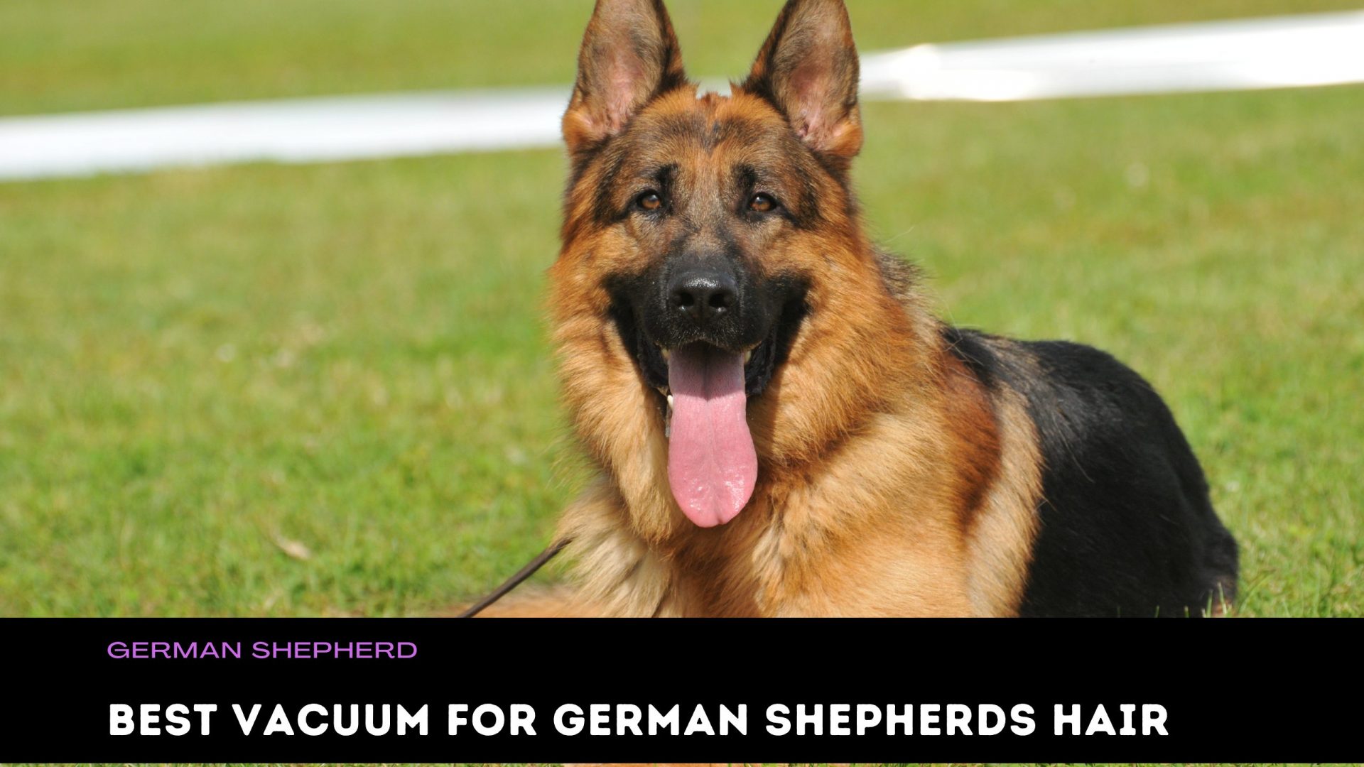 Best Vacuum Cleaner For German Shepherd Hair