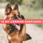 Why is my German shepherd sad