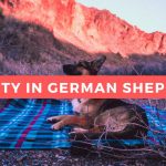 Anxiety In German Shepherds