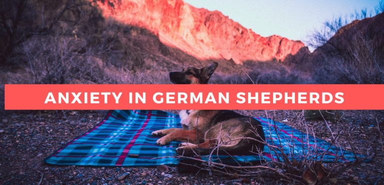 Anxiety In German Shepherds