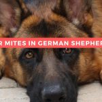 Ear Mites in German Shepherds