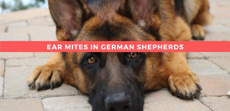 Ear Mites in German Shepherds