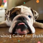 Best Training Collar for Stubborn Dogs