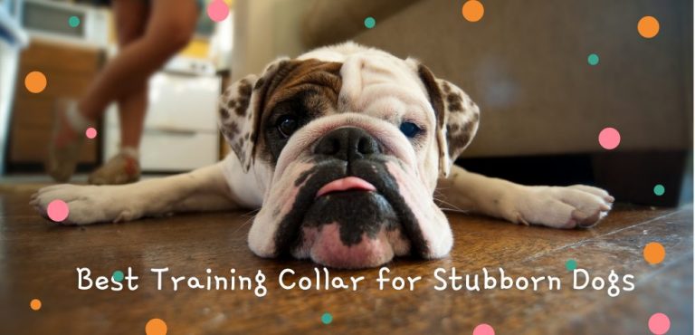 Best Training Collar for Stubborn Dogs