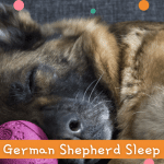 Why Does My German Shepherd Sleep On Its Back