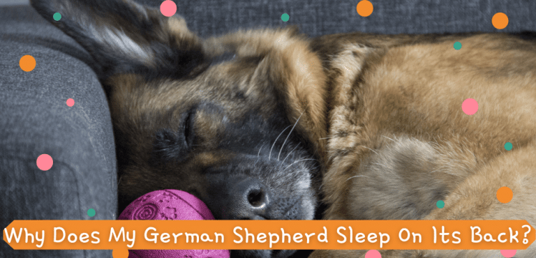 Why Does My German Shepherd Sleep On Its Back