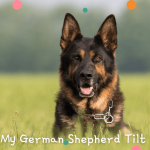 Why Does My German Shepherd Tilt its head
