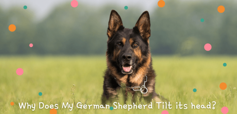 Why Does My German Shepherd Tilt its head