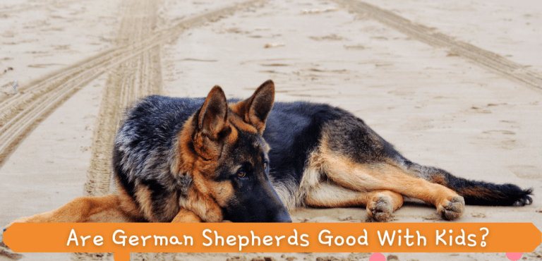 Ear Mites In German Shepherds How To Clean It