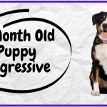 11 Month Old Puppy Aggressive