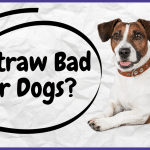 Is Straw Bad For Dogs