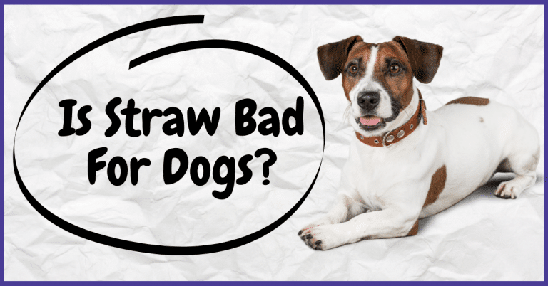 Is Straw Bad For Dogs