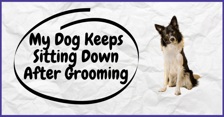 My Dog Keeps Sitting Down After Grooming
