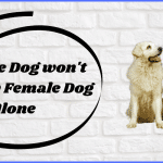 My Male Dog won't leave My Female Dog Alone