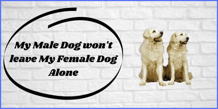 My Male Dog won't leave My Female Dog Alone