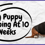 My Puppy Humping At 10 Weeks