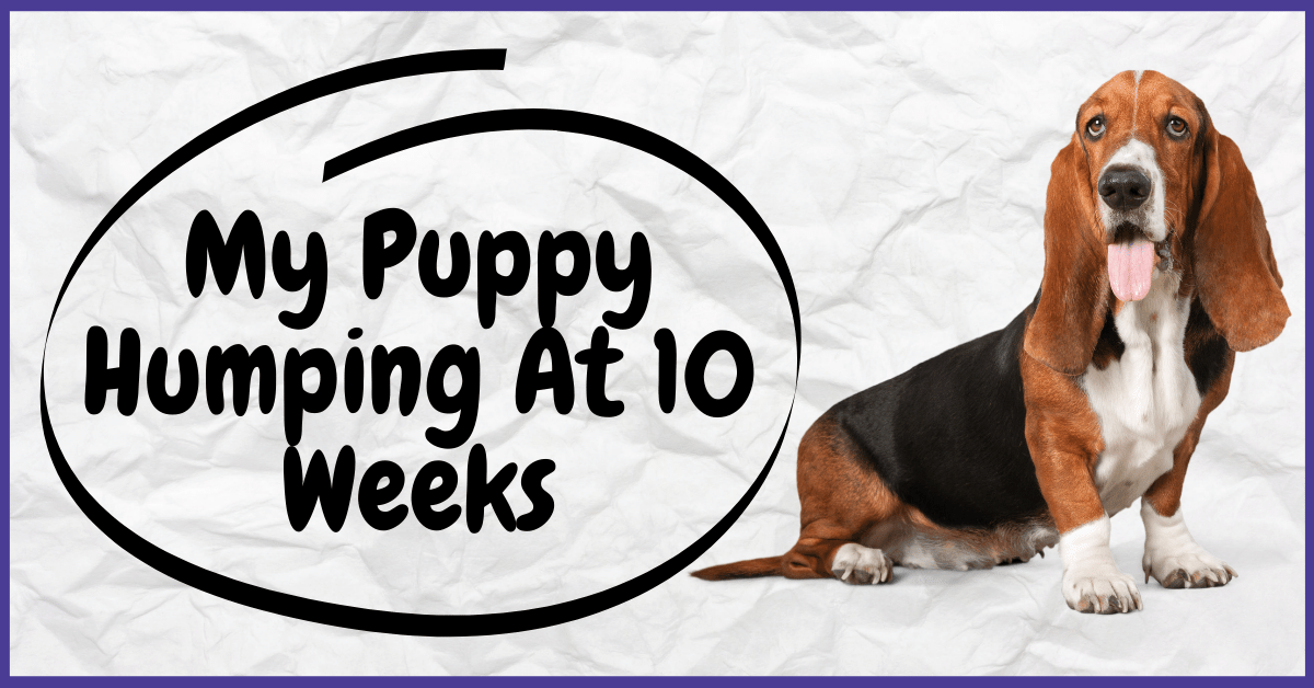 My Puppy Humping At 10 Weeks