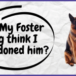 Will My Foster Dog think I abandoned him